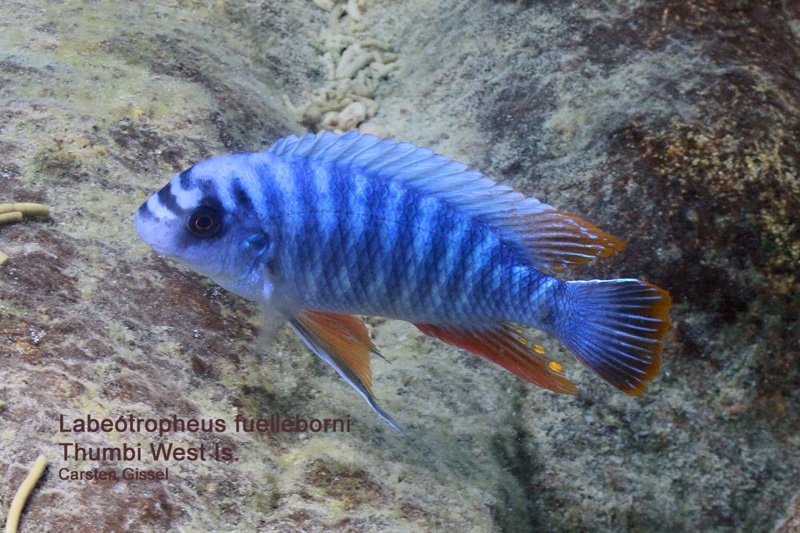 Labeotropheus fuelleborni 'Thumbi West Island'